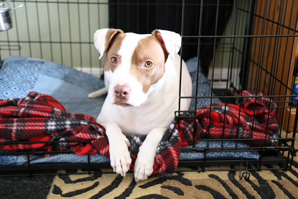 How-To-Prepare-Your-Home-For-An-Electrician-Visit-_-Florence,-SC