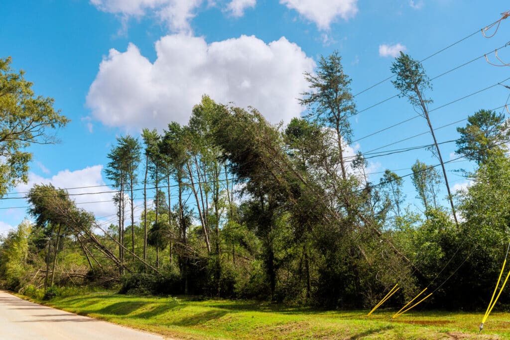 Fallen tree damaging electrical infrastructure and causing a high wind power outage.